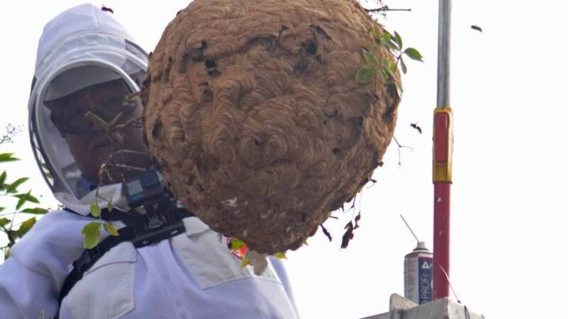 Dramatischer Anstieg: Asiatische Hornisse – jetzt schon 109 Nester im Kreis Kleve