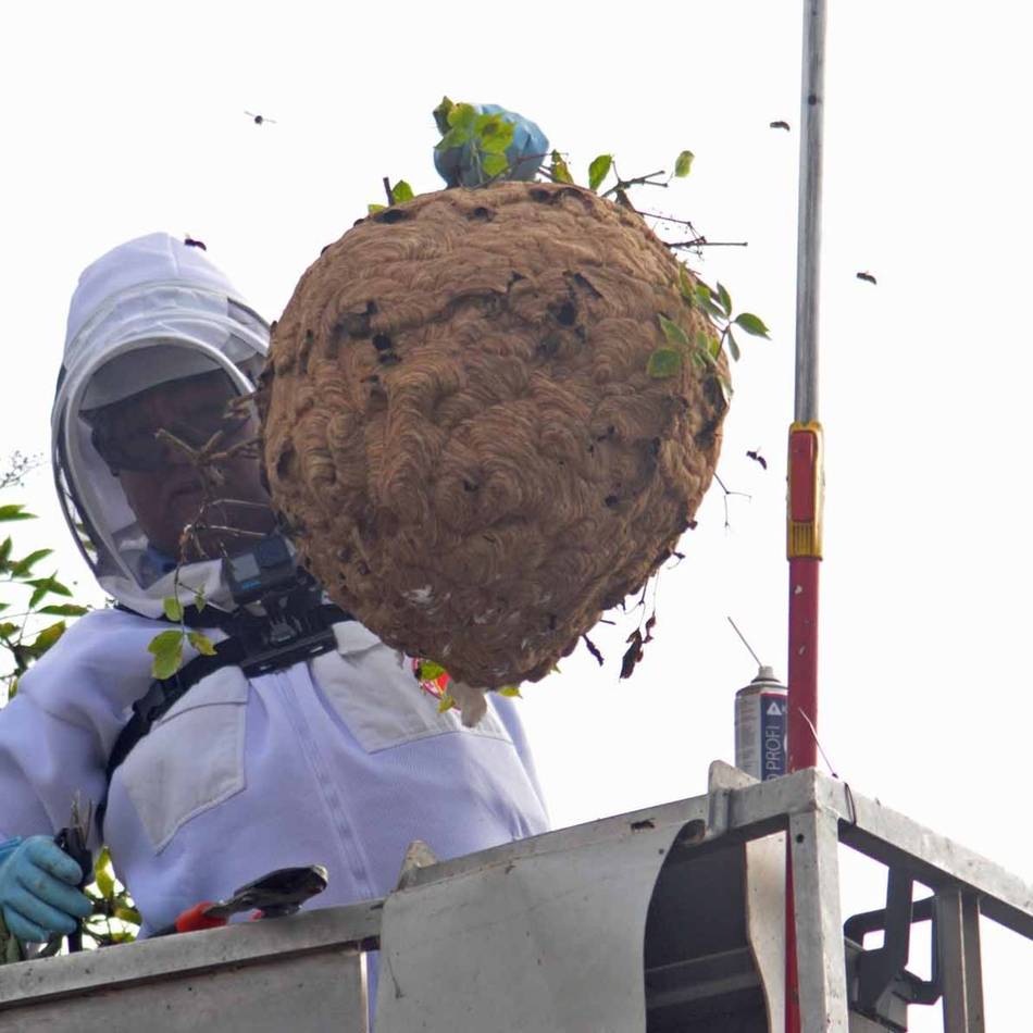 Dramatischer Anstieg: Asiatische Hornisse – jetzt schon 109 Nester im Kreis Kleve