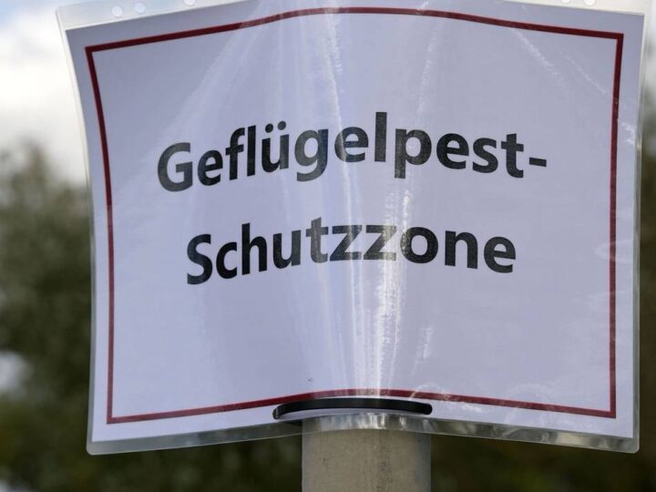 Maßnahmen nach Geflügelpestfall in Rees: Kreis Wesel richtet Überwachungszone ein – Xanten und Hamminkeln betroffen