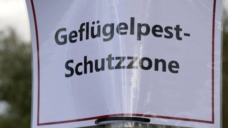 Maßnahmen nach Geflügelpestfall in Rees: Kreis Wesel richtet Überwachungszone ein – Xanten und Hamminkeln betroffen