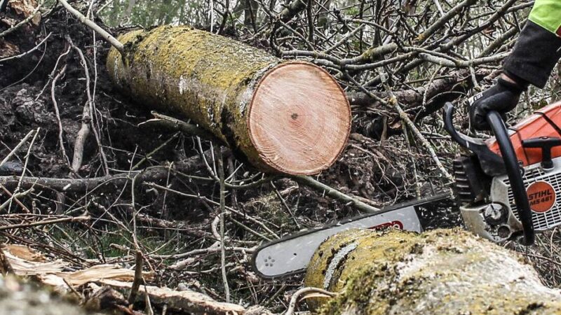 Stadt Grevenbroich warnt vor illegalen Fällungen: Wer einen Baum ohne Erlaubnis fällt, muss bis zu 50.000 Euro Strafe zahlen