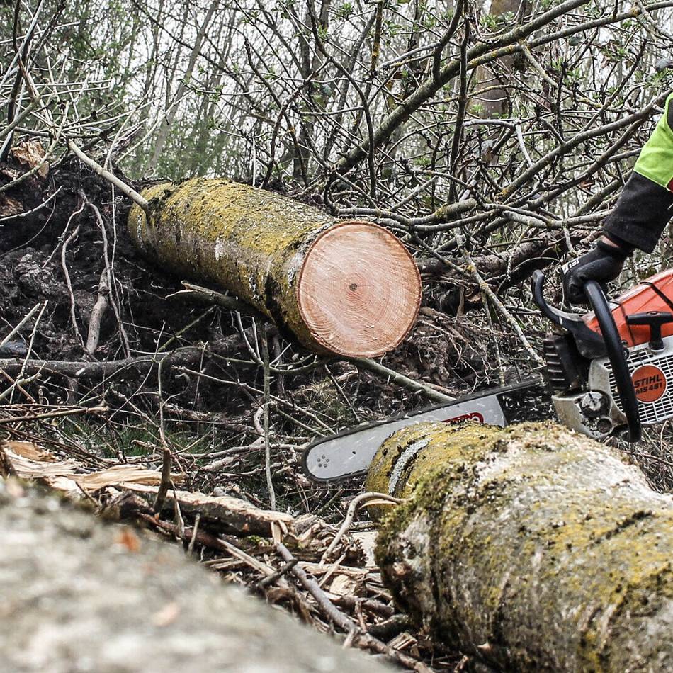 Stadt Grevenbroich warnt vor illegalen Fällungen: Wer einen Baum ohne Erlaubnis fällt, muss bis zu 50.000 Euro Strafe zahlen