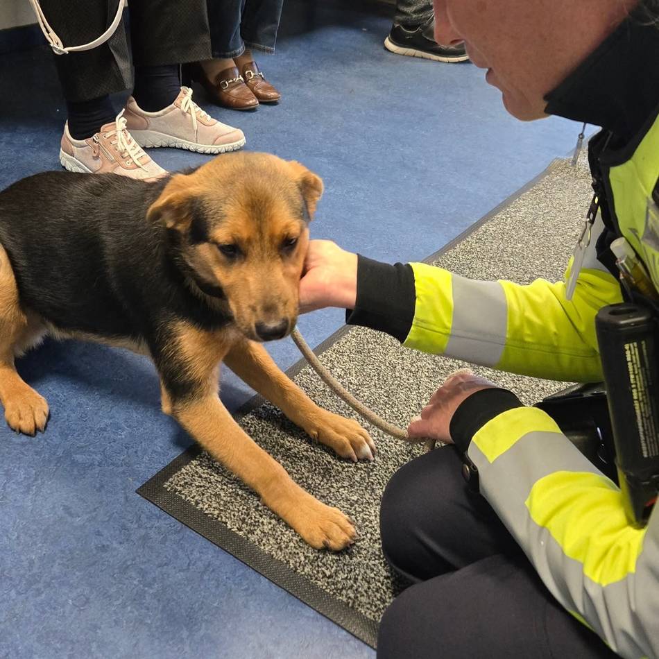 Besitzer gesucht: Welpe irrte auf Straße umher und landete auf Polizeiwache