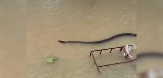 Thailand: Flutkatastrophe und Verwüstungen – Schlange nach Starkregen gesichtet, Straßen überflutet