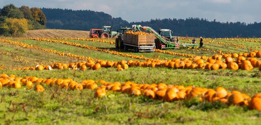 Lebensmittelhandel: Monopolkommission warnt vor wachsender Machtkonzentration im Handel