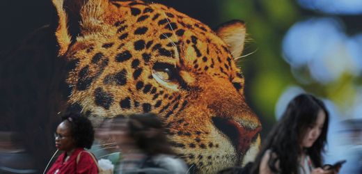 COP30 in Belém: Proteste bei der Klimakonferenz – die Hoffnung stirbt zuletzt, der Wald zuerst