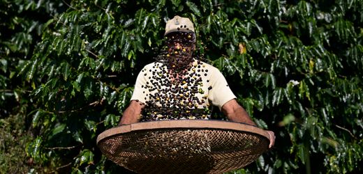 Starbucks: Brasilianische Kaffeepflücker klagen wegen Sklaverei und Menschenhandel
