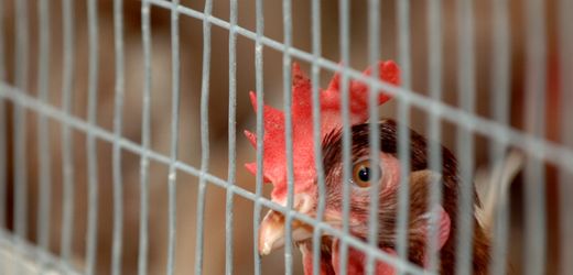 Forscher warnen vor Vogelgrippe-Pandemie