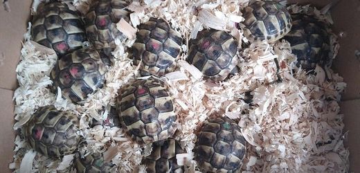 Füssen: Polizei stoppt Fahrer mit 31 Schildkröten im Auto