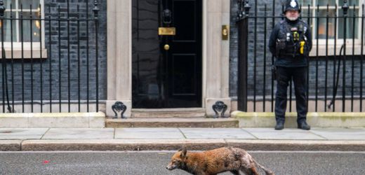 London: Der Dienstag, an dem die Füchse kamen