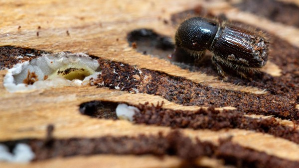 Weniger Borkenkäfer in NRW: So ist die Lage in Velbert und Heiligenhaus