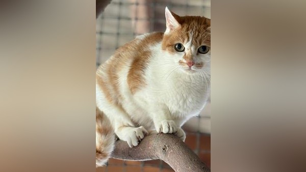 Tierheim Velbert: Katzen-Schönheit Lillet sucht ländliches Zuhause