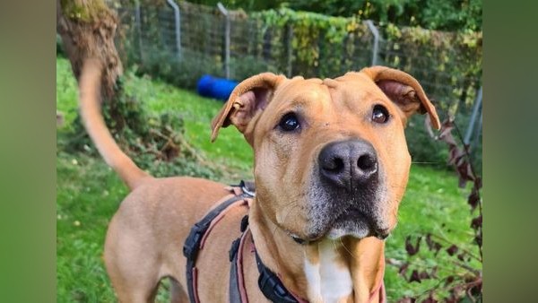 Dickkopf mit Herz sucht Mensch mit Hundeverstand: Max aus dem Velberter Tierheim