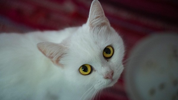 Schneeweiße Katzenschönheit: Drops sehnt sich nach menschlicher Aufmerksamkeit