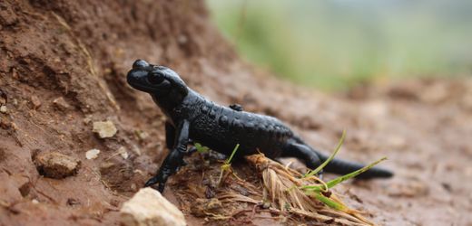 Lurch des Jahres 2026: Alpensalamander gewinnt Auszeichnung