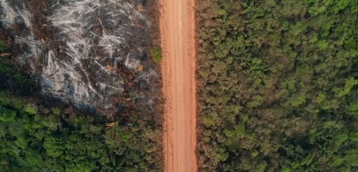 COP30: Rendite für den Regenwald – kann das funktionieren?