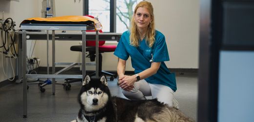 Blutspende bei Tieren: Tierärztin über Blutspenden bei Hunden