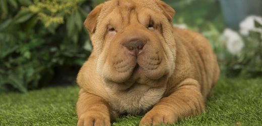 Richtenberg: Frau meldet dreisten Hundeklau und gerät selbst in Verdacht