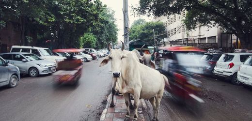 Indien – Firma will selbstfahrende Autos entwickeln: KI trifft Kuh
