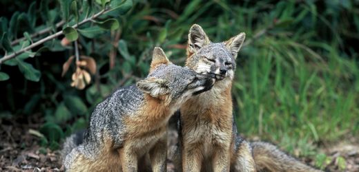 Donald Trump: US-Präsident will Schutz von Tieren und Pflanzen lockern