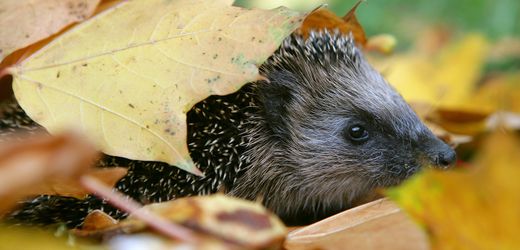 Osten – Landkreis Cuxhaven: Polizei erwischt Männer mit offenbar gejagten Igeln