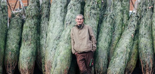 Weihnachtsbaum fürs Brandenburger Tor: »Für Berlin suchen wir einen besonders schönen aus«