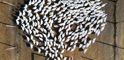 Vogelgrippe: Ausbreitung auf Geflügel-Betriebe in Deutschland nimmt zu