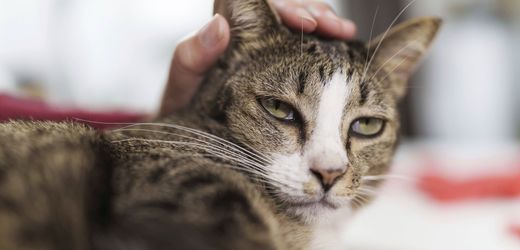Katzen müssen Männer stärker anmaunzen, um beachtet zu werden