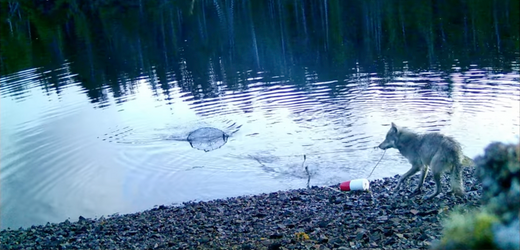 Trickreiche Futtersuche: Wölfin schnappt sich Fisch aus Krabbenfalle
