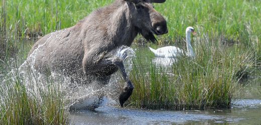 Elche in Deutschland: Kommt der Elch zurück nach Deutschland?