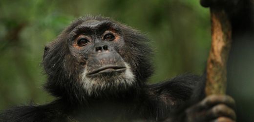 Schimpansen: Tödliche Gewalt führt zu mehr Nachwuchs