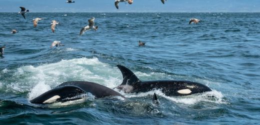 Golf von Mexiko: Orcas überwältigen junge Weiße Haie mit einem Trick