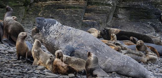 Vogelgrippe trifft Robben: Tausende See-Elefanten sterben an Virus