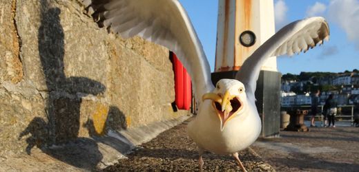 Möwen fliegen weg, wenn man sie anschreit, zeigt eine neue Studie