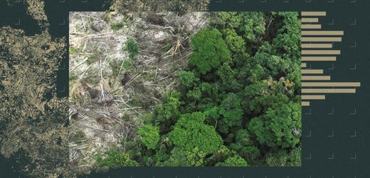 COP30 im Amazonas-Regenwald: Was passiert, wenn er kollabiert?