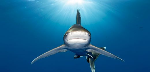 Artenschutzkonferenz CITES COP20 in Usbekistan: Das globale Ringen um den Hai