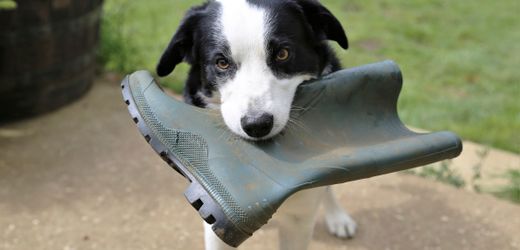 Hunde: Was macht die schlauesten untern ihnen so klug? Studie liefert Antworten