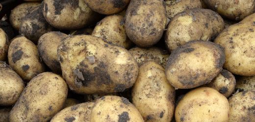 Neustrelitz: Mann knöpft älterer Dame jahrelang Tausende Euro für Kartoffeln ab