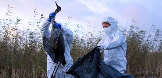 Vogelgrippe: Experten sehen keine Entspannung bei Geflügelpest