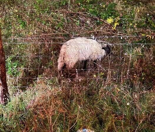 Einsatz in Rheinberg: Feuerwehr befreit im Gestrüpp verheddertes Schaf