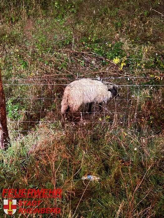 Einsatz in Rheinberg: Feuerwehr befreit im Gestrüpp verheddertes Schaf