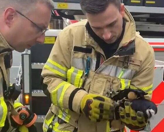 Ungewöhnlicher Feuerwehreinsatz: „Das war herzzerreißend“ – Feuerwehr rettet Rabe aus misslicher Lage