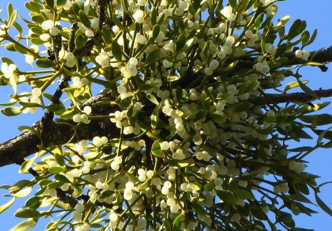 Am Samstag an der Streuobstwiese: Beim Nabu-Markt in Orsoy gibt’s frisch geschnittene Misteln