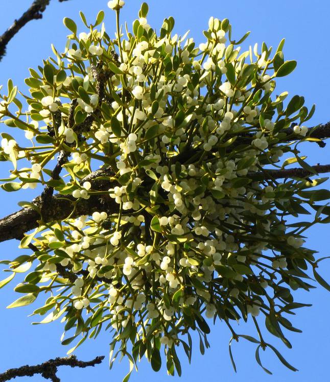 Am Samstag an der Streuobstwiese: Beim Nabu-Markt in Orsoy gibt’s frisch geschnittene Misteln