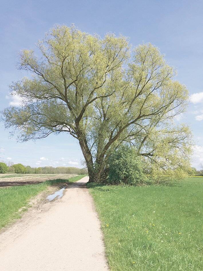 Bäume in Meerbusch: Die alte Weide am Herrenbusch ist weg – und lebt doch weiter