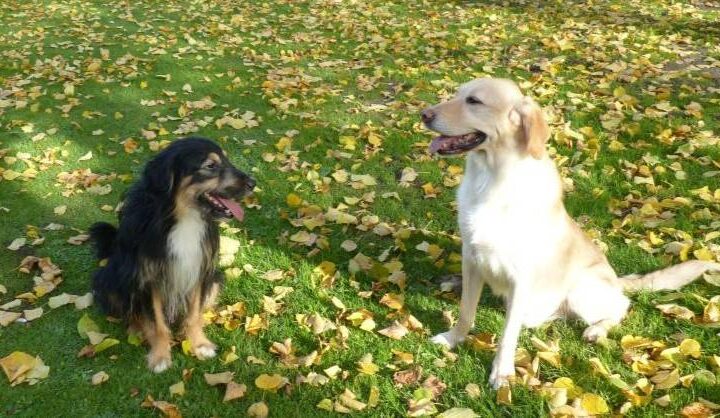 Tier der Woche: Coco und Ben möchten am liebsten zusammenbleiben