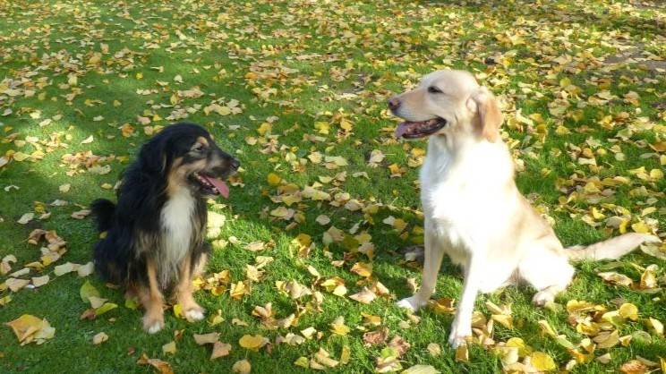 Tier der Woche: Coco und Ben möchten am liebsten zusammenbleiben