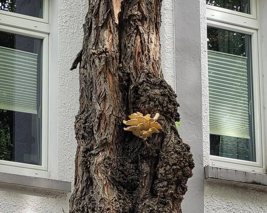 Kurzfristige Baumfällungen: Fünf Robinien an der Fabriciusstraße werden gefällt