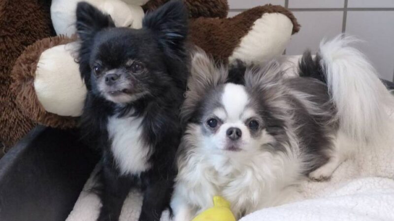 Tier(e) der Woche aus Nettetal: Baghira und Mogli – typische Chihuahuas