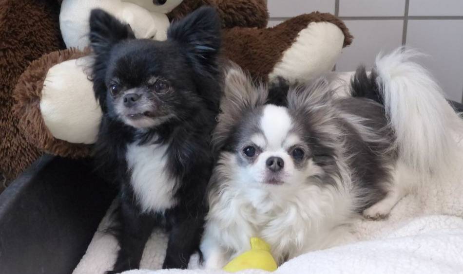 Tier(e) der Woche aus Nettetal: Baghira und Mogli – typische Chihuahuas